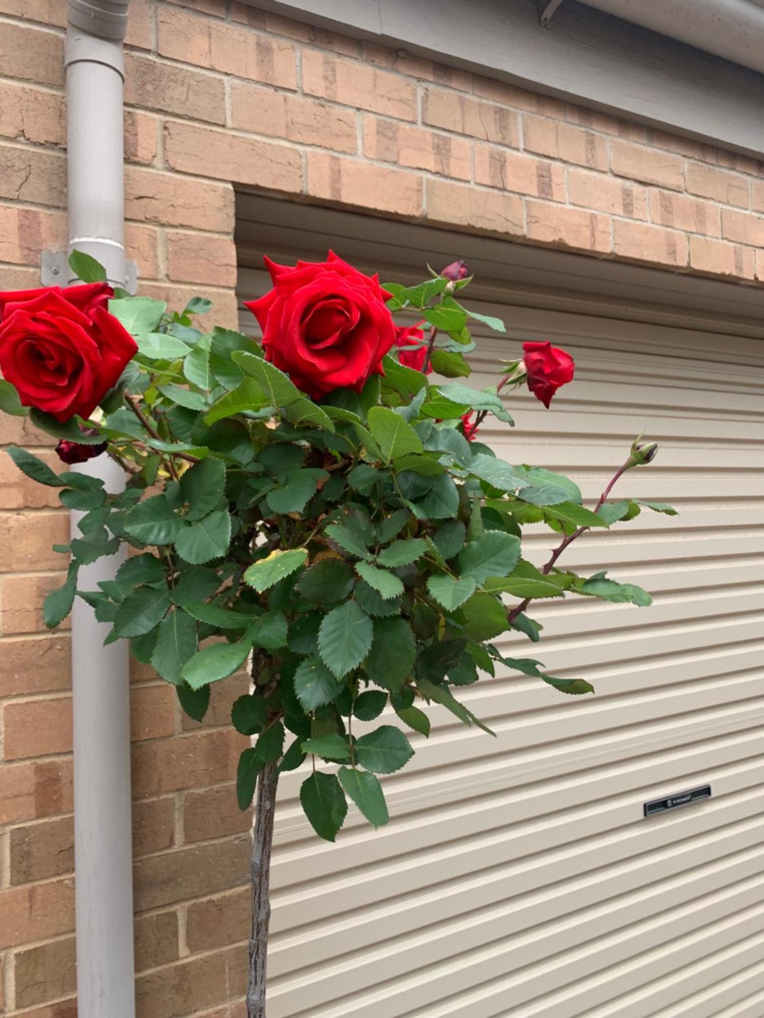Adelaide Style Accommodation-Close To City-North Adelaide-3 Bdrm- Free Parking Exteriör bild