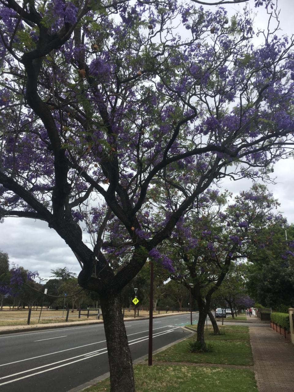 Adelaide Style Accommodation-Close To City-North Adelaide-3 Bdrm- Free Parking Exteriör bild