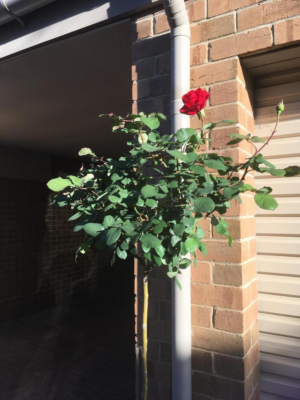 Adelaide Style Accommodation-Close To City-North Adelaide-3 Bdrm- Free Parking Exteriör bild